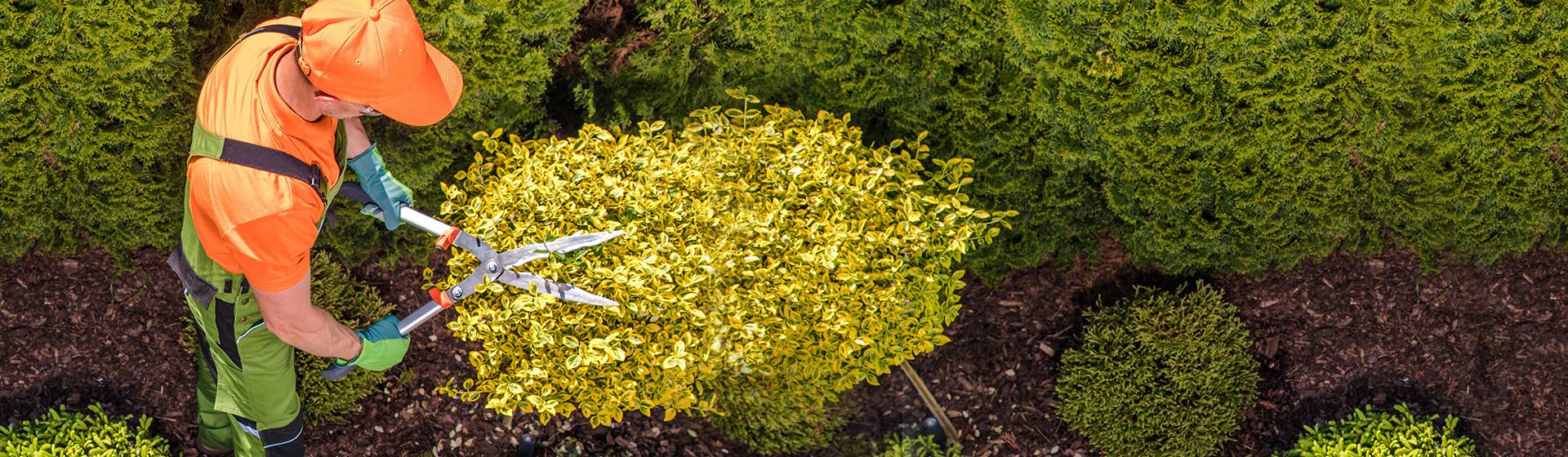 Pan przycinający żywopłot